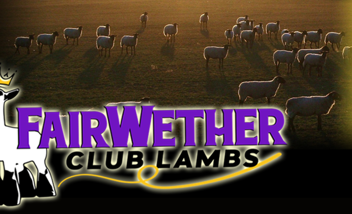 Fairwether Club Lambs